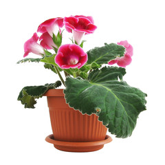 Flowers of pink gloxinia in a pot isolated on white close-up