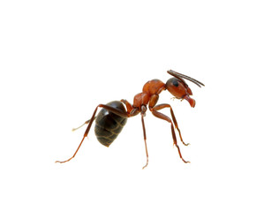 Ant on white