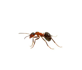 Ant on white