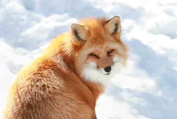 renard roux en hiver