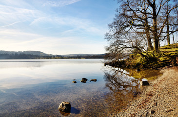 Trees on the shore of Lake Windermere