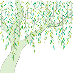 Willow. Graphic design. Vector background - 51001698