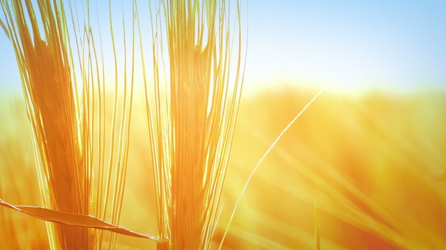 Wheat background