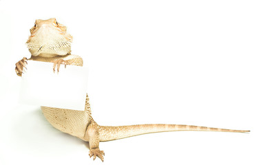 lizard holding card in hand on white