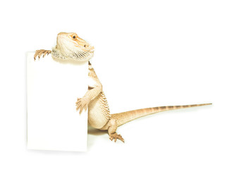 Naklejka premium lizard holding card in hand on white
