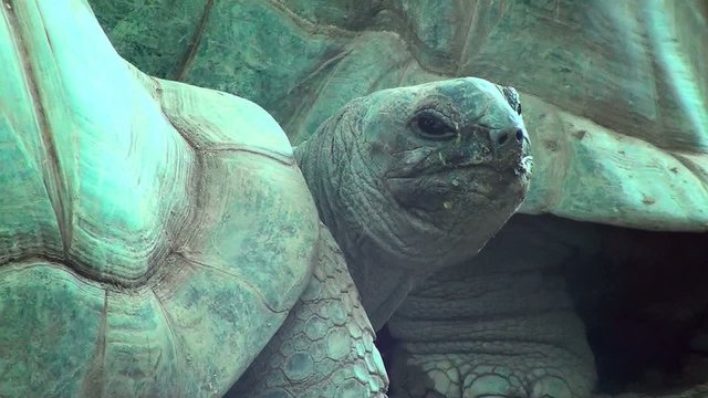 tartaruga gigante