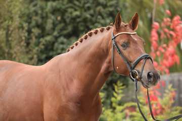 Nice dutch warmblood with perfect hairstyle