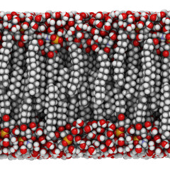 Palmitoyloleoylphosphatidylethanolamine (POPE) lipid bilayer, mo