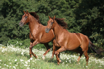 Two brown horses running
