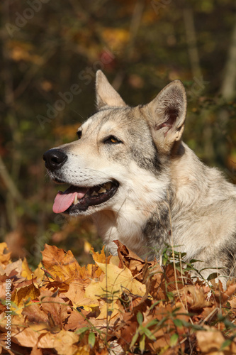 Search Photos Saarlos