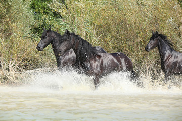 Group of friesian mares in the water