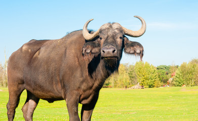 Buffalo portrait