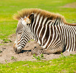 Young zebra portrait