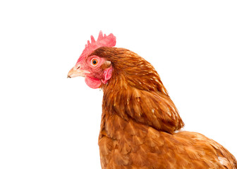 rhode island red chicken isolated
