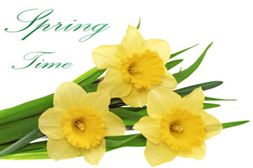 Beautiful spring  three flowers : yellow narcissus (Daffodil)