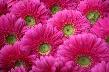 Abstract background of flowers. Close-up