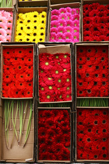 Abstract background of flowers. Close-up
