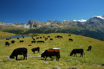Vaches d'Hérens, Alpes - 51010079