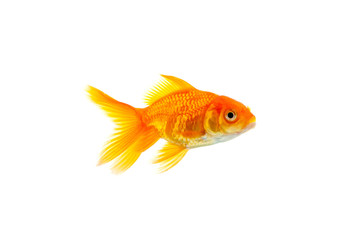 Fototapeta premium Goldfish