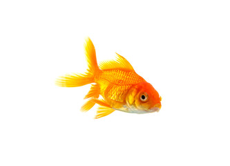 Goldfish