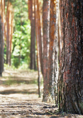 alley at sunny day - pinewood