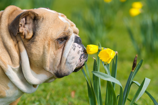 Happy cute english bulldog dog in the spring field