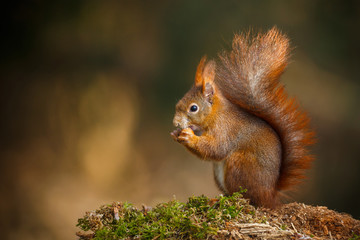 Red squirrel classic pose - obrazy, fototapety, plakaty