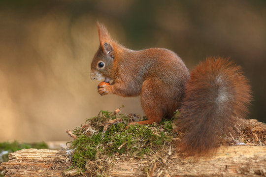 Red squirrel on a bed of moss