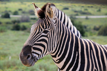 zebras head