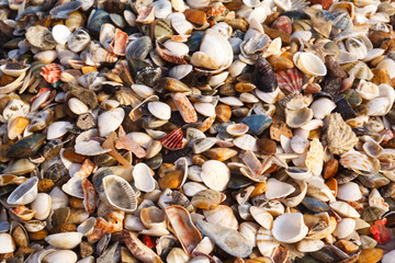 background of shells