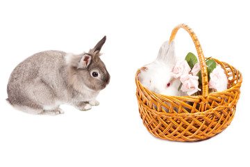Portait of two cute Easter bunny rabbits © kolotype