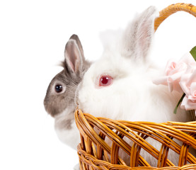 Beautiful Easter Bunny portrait