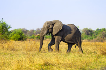 Naklejka na ściany i meble Duży Słoń afrykański