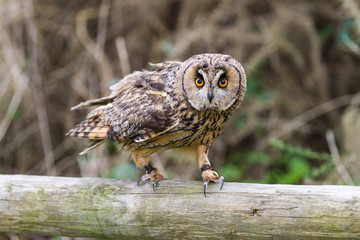 Long Eared Owl
