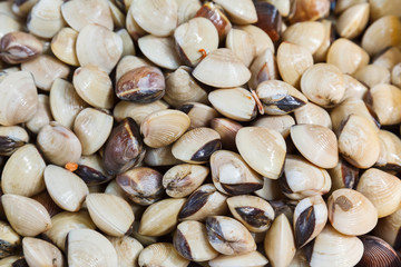 many mussels oysters