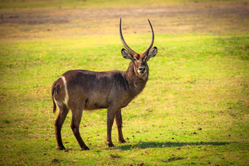 Naklejka na ściany i meble Waterbuck Antelope afrykańskie w Botswanie