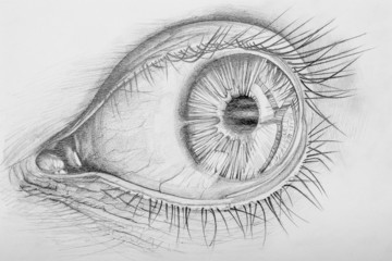 Pencil Drawn Anatomy Of A Human Eye - 51018239