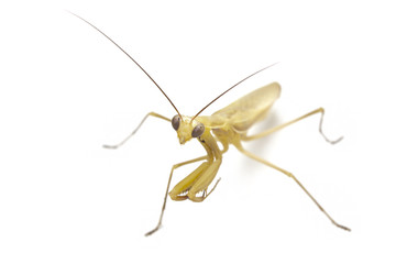 Praying Mantis on white background.