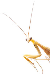 Praying Mantis on white background.