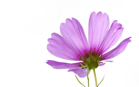 Fototapeta purple flower isolated on white background