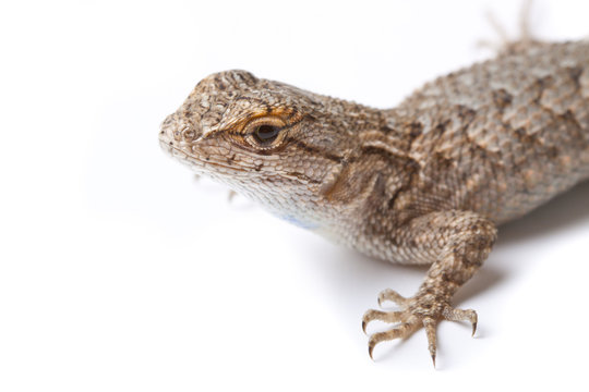 Lizard On White Background