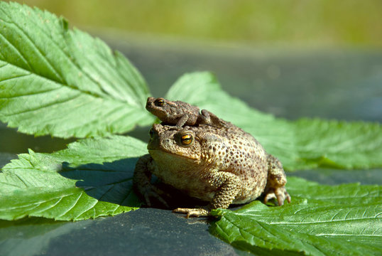 Family of frogs
