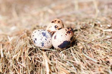 Quail eggs on the background of hay.