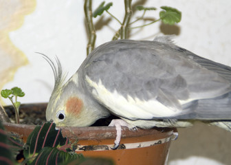 Parrot peck from flowerpot