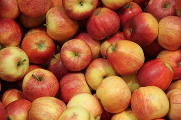 Fototapeta na wymiar Cueillette de pommes