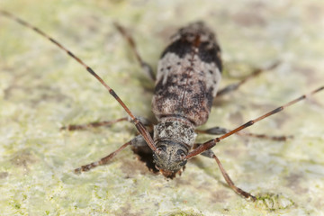 Leiopus nebulosus sitting on hazel, macro photo