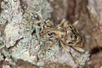 Rhagium sycophanta sitting on oak, macro photo