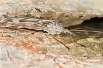 Daddy longlegs on wood, extreme close-up with high magnification