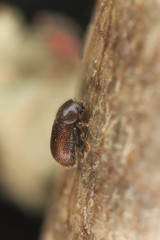 Wood living beetle on wood, extreme close-up