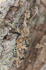 Rhagium sycophanta sitting on oak, macro photo